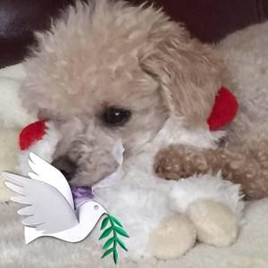 Meet your Posher, Stella